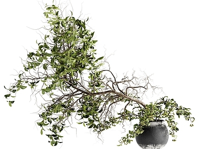 盆栽 现代盆栽 植物盆栽