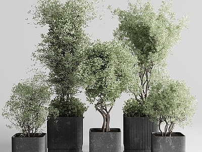 盆栽 吊钟 松树 芦苇