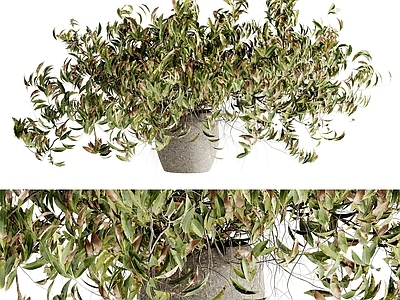 盆栽 植物盆栽 现代盆栽