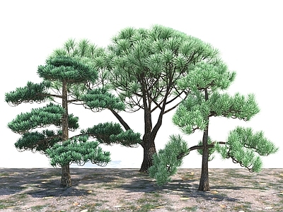 现代办公桌 现代风格景观树 松树 迎客松