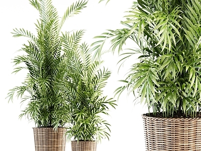 现代直播间 现代绿植盆栽植物