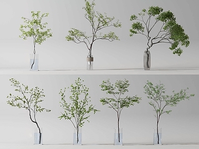 现代直播间 水生绿植 绿植 水生植物