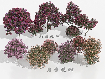 现代直播间 月季