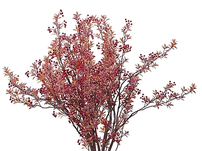 其他树木 景观树 花草 灌木 植物 红枫