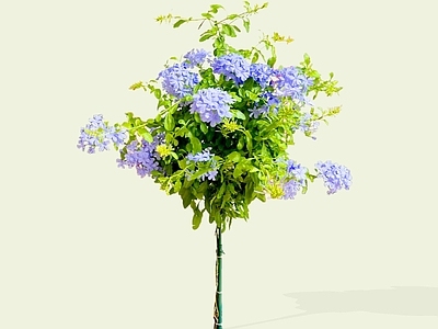 灌木 2D花绣球 蓝茉莉 蓝雪花 蓝花丹