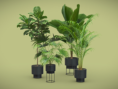 盆栽 室内植物 琴叶榕 中国蒲葵 大王棕榈 盆栽 中华松