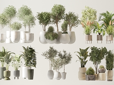 盆栽 盆栽 植物 绿植 迎客松 芦苇