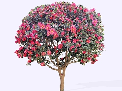 灌木 2D茶梅球罐木 茶梅 山茶花灌木 常用花灌木 花小乔木
