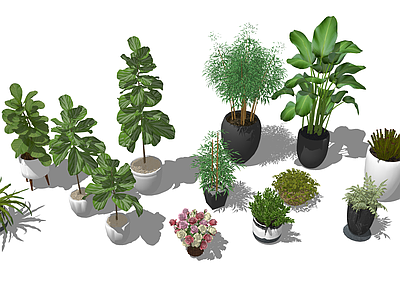 植物组合 盆栽组合 树池植物组合 室内植物摆件 植物组合