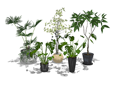 植物组合 盆栽组合 树池植物组合 室内植物摆件 室内植物组合