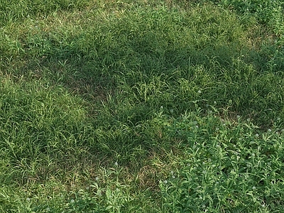草