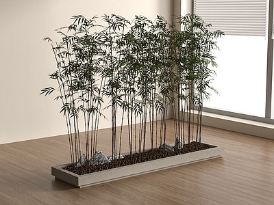 竹子 现代竹子 花池 竹 罗汉竹