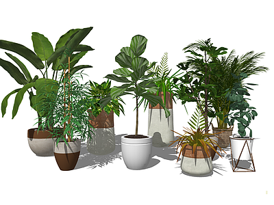 植物组合 盆栽组合 室内植物盆栽 树池植物组合