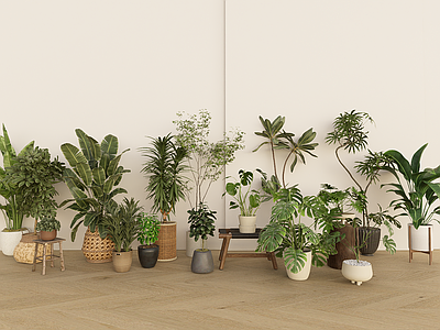 盆栽 现代盆栽植物 编织篮植物