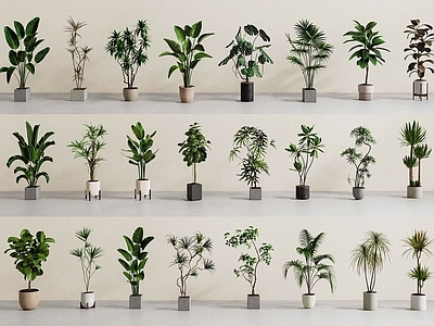 盆栽 植物盆栽 绿植盆栽 植物组合 盆景