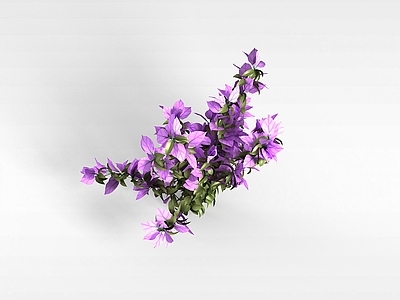 现代佛龛 植物紫色花株