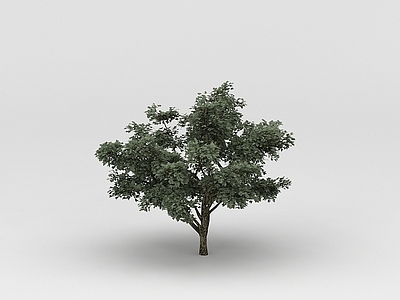 现代办公桌 植物树木