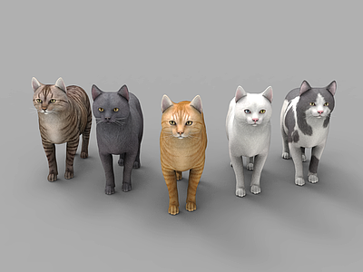 爬行类动物 动物 爬行动物 猫 花猫 不同颜色的猫