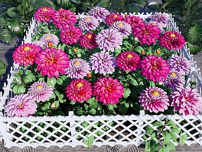 现代乡村庭院 乡村庭院花园花圃 大丽花 菊花芍药花圃 花卉种植花田 花园篱笆