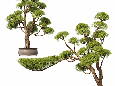 盆栽 迎客松 松树 新中式盆栽植物