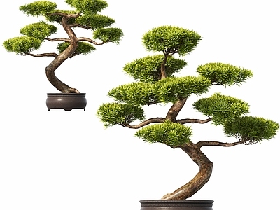 盆栽 新中式盆栽植物 迎客松 松树
