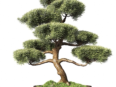 盆栽 新中式盆栽植物 松树 迎客松