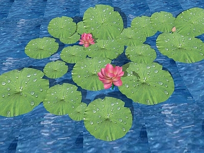 花草 花境 莲花潭 荷月色