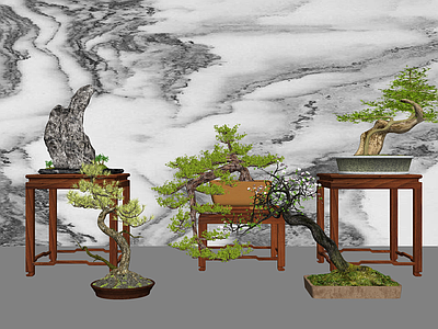 植物组合 盆栽组合 中式盆栽组合 中式造型松植物 中式植物摆件