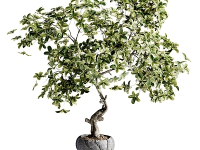 盆栽 现代盆栽 植物盆栽