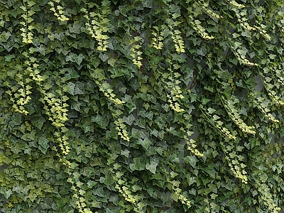 绿植墙 植物墙 常春藤