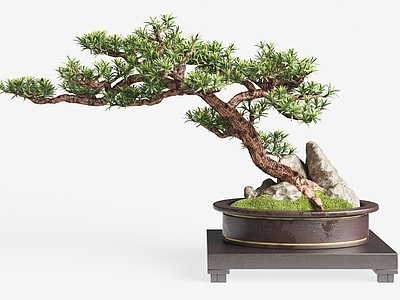 盆栽 新中式盆栽植物 松树 盆景