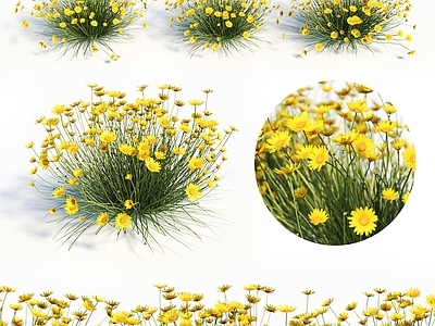 花 户外黄色花草