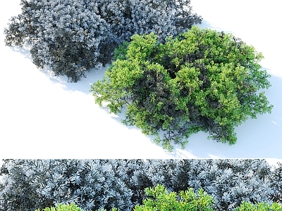 水生植物 两株绿植灌木树