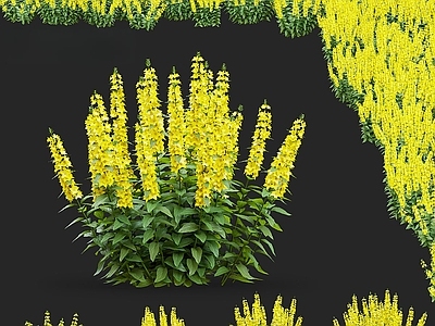 花 黄花 花坛花体 灌木