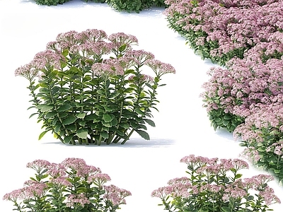 花 红花 花坛花体