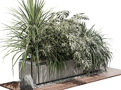 盆景 户外植物盆景