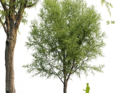 乔木 柳树松丹