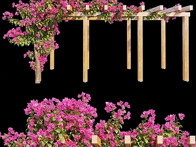 花 九重葛花架