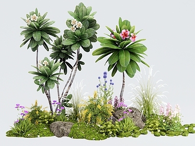 花草组合 植物花境 植物堆 鸡蛋花 花团 植物景观