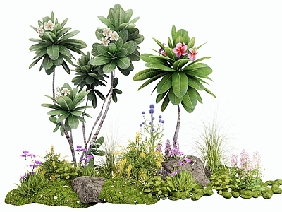 植物组合 花境 花草 鸡蛋花 植物造景 花团