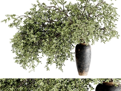 盆栽 新中式盆栽 植物盆栽 家居盆栽