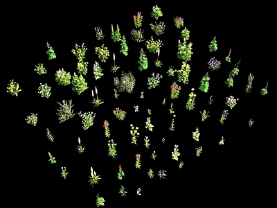 花草组合 灌木花草 景观灌木 灌木植物