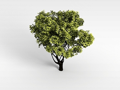 现代办公桌 植物大树