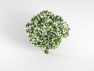 现代办公桌 植物大树