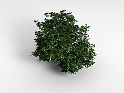 现代办公桌 植物大树