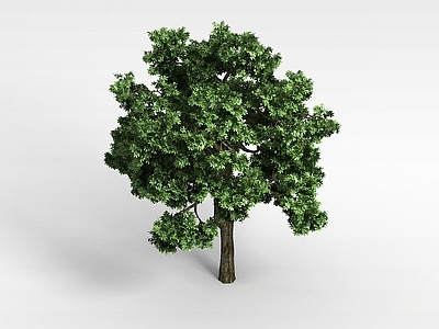 现代办公桌 香樟树植物大树