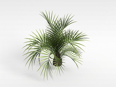 现代办公桌 植物椰树