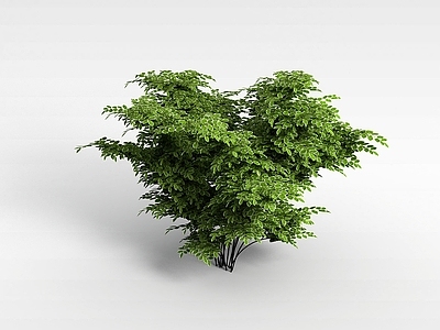现代办公桌 植物大树
