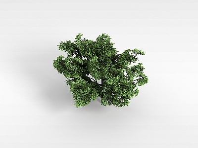 现代办公桌 植物大树