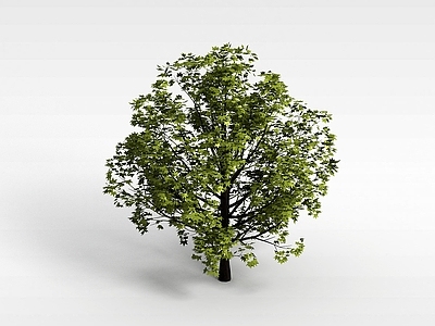 现代办公桌 植物大树